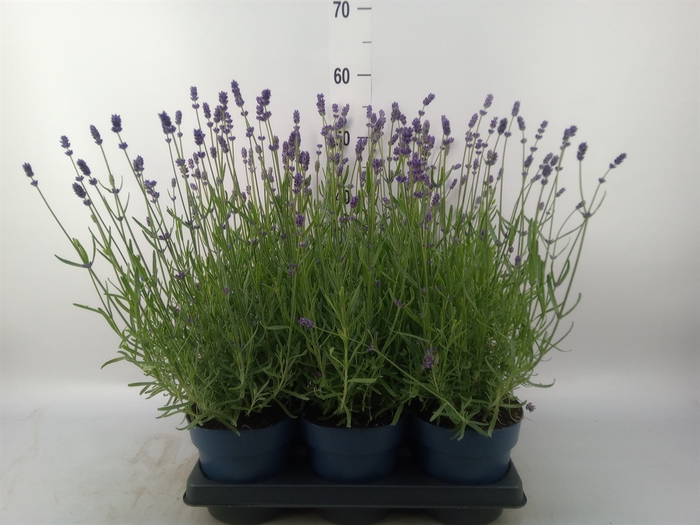 <h4>Lavandula stoec. 'Anouk White'</h4>