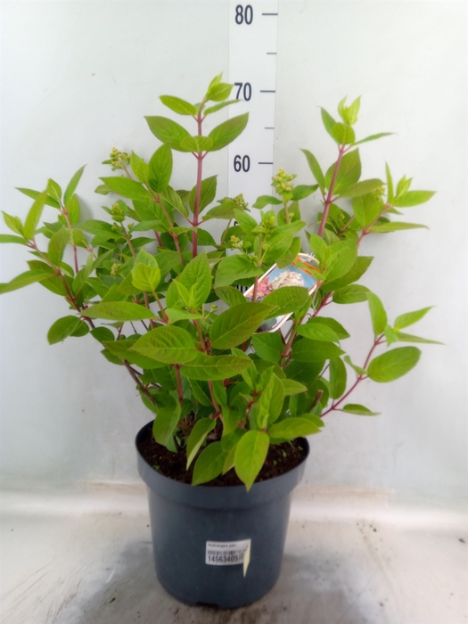 <h4>Hydrangea pan.</h4>