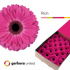 Gerbera Rich Doos