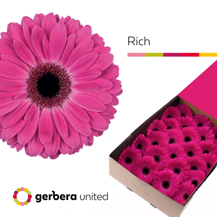 Gerbera Rich Doos