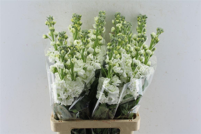 <h4>Matth Iron White</h4>