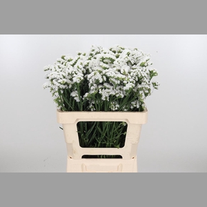 Limonium S - Wh Starl Wings