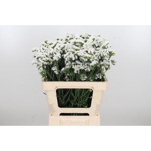 Limonium S - Wh Starl Wings