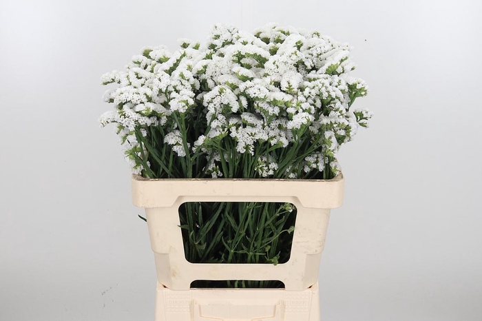 <h4>Limonium S - Wh Starl Wings</h4>