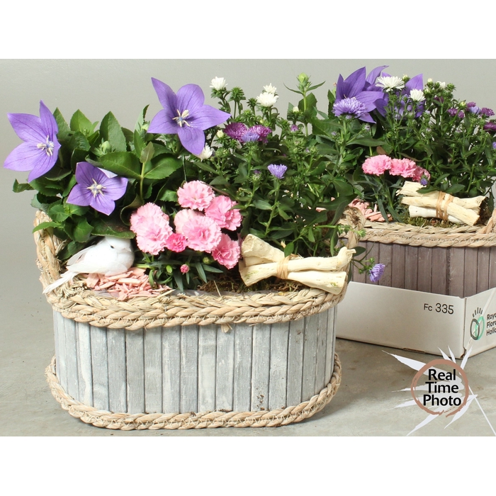 <h4>ARR TUINPLANTEN</h4>