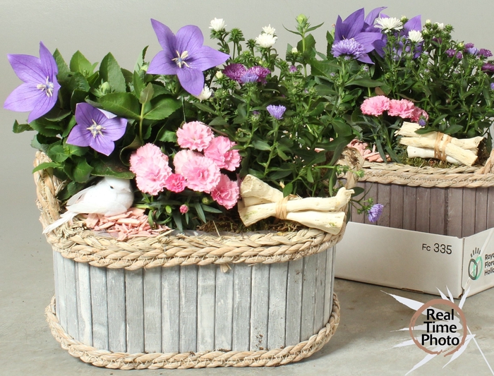 <h4>ARR TUINPLANTEN</h4>