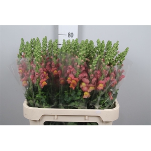 Antir Avignon D Oran