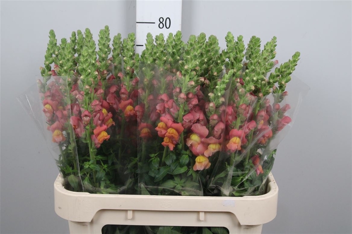 <h4>Antir Avignon D Oran</h4>