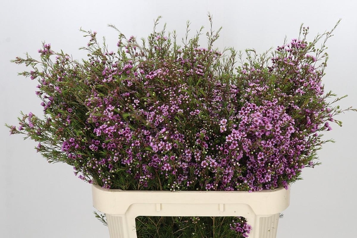 <h4>Chamelaucium Stella</h4>