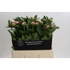Paeonia Etched Salmon
