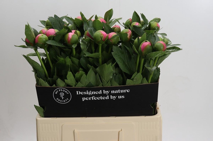 Paeonia Etched Salmon