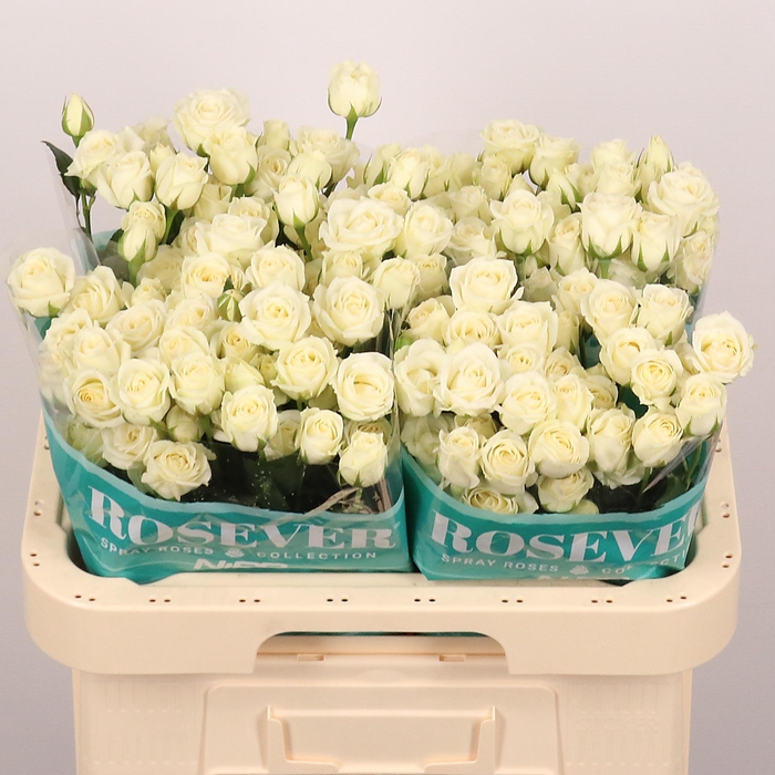 <h4>R TR TONIC ROSEVER</h4>