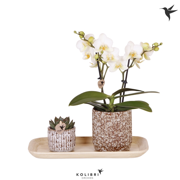 <h4>Kolibri Green up your home Gift Set small Untamed Nature</h4>