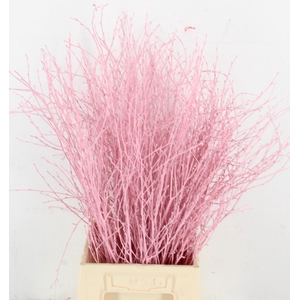 Betula Bs Klb H%