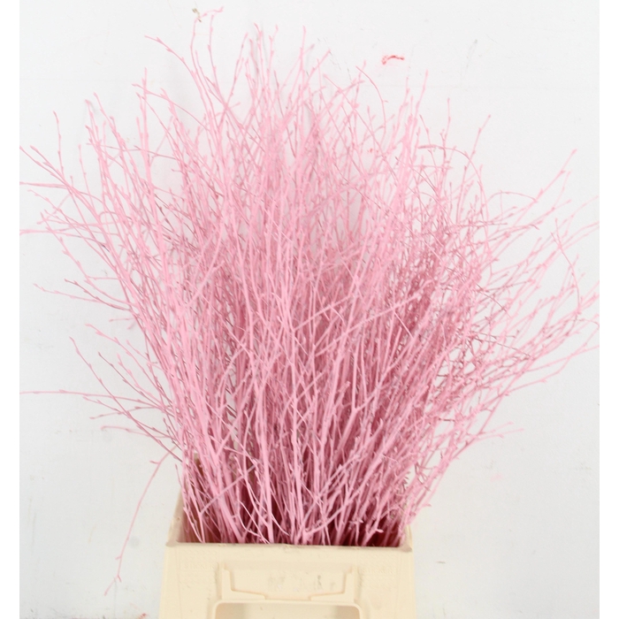 <h4>Betula Bs Klb H%</h4>