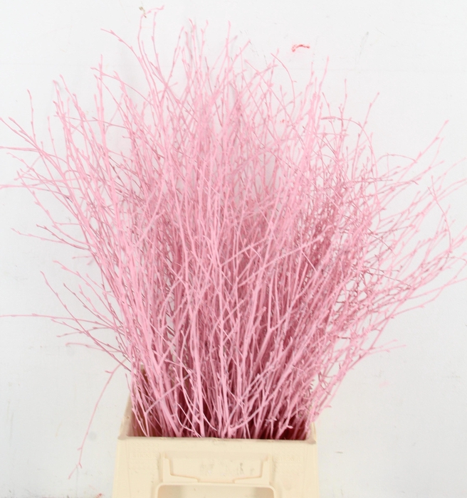 Betula Bs Klb H%