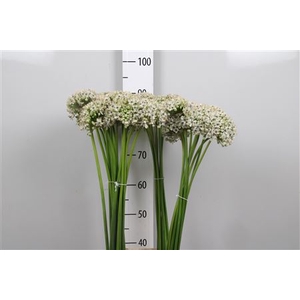 Allium Nigrum