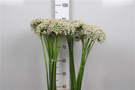 <h4>Allium Nigrum</h4>
