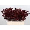 Kangaroo Paw Bush Ruby