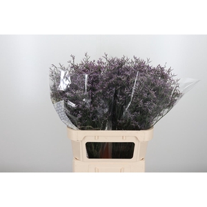 Limon Safora Lilac