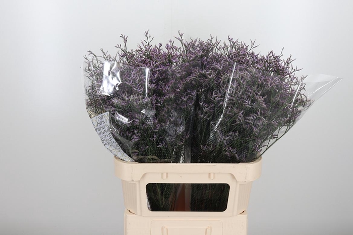 <h4>Limon Safora Lilac</h4>