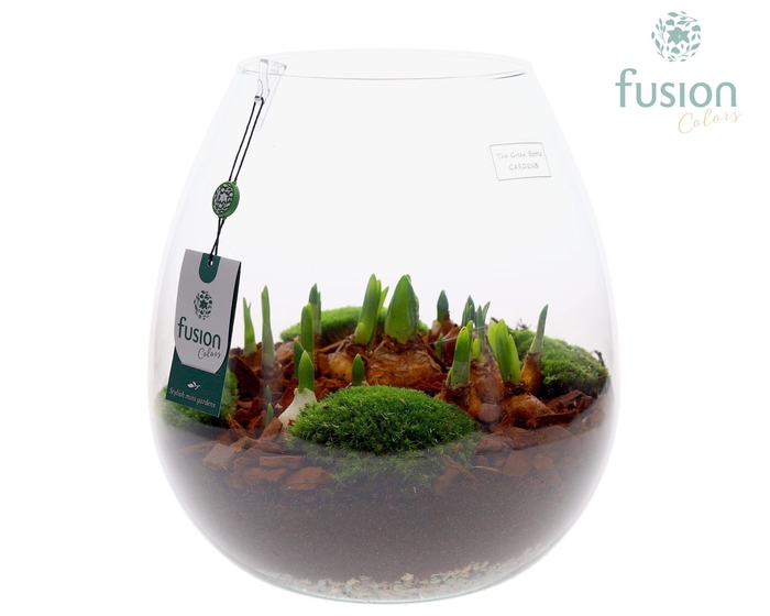 <h4>Green Bottle Abby XLarge met Bollen mix</h4>