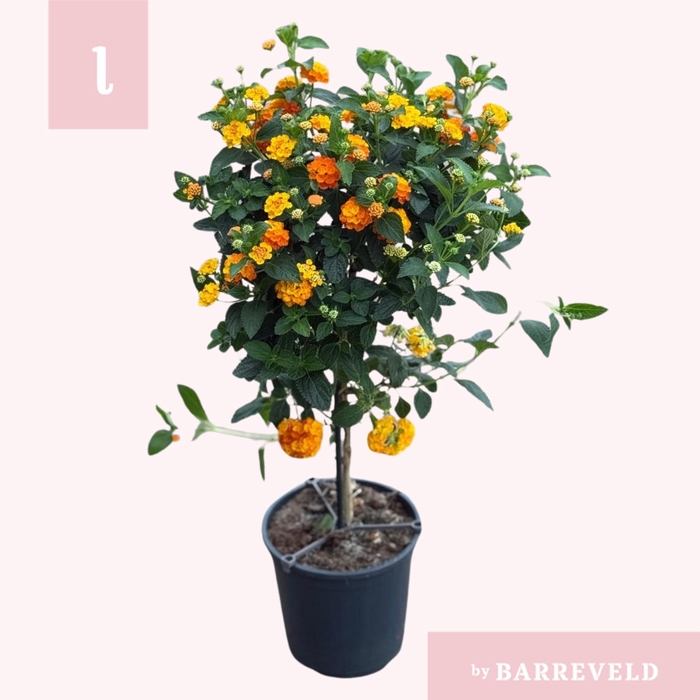 <h4>Lantana Oker stam</h4>