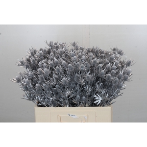 Eryngium Geverfd Dynamite Zilver