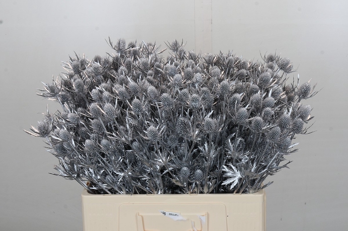 <h4>Eryngium Geverfd Dynamite Zilver</h4>