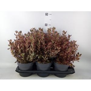 Coprosma   ...mix