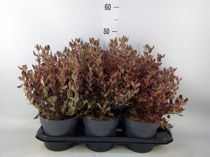 <h4>Coprosma   ...mix</h4>