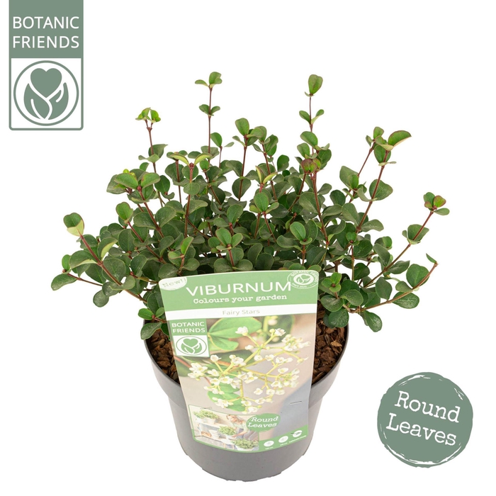 <h4>Viburnum overig</h4>