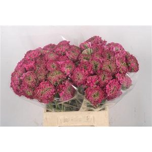 Ran Pon-pon Fanny Dark Pink Ex