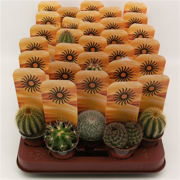 <h4>koker cactus mix</h4>