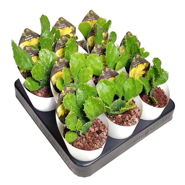 <h4>OPUNTIA BRASILIENSIS - POT Ø 6,5 WITH POTCOVER (CACTUS)</h4>