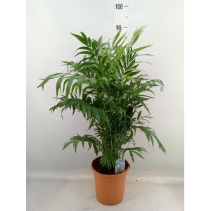 Chamaedorea elegans