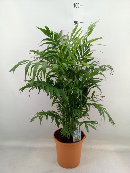 <h4>Chamaedorea elegans</h4>