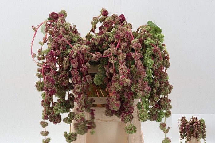 <h4>AMAR CA MIRA</h4>