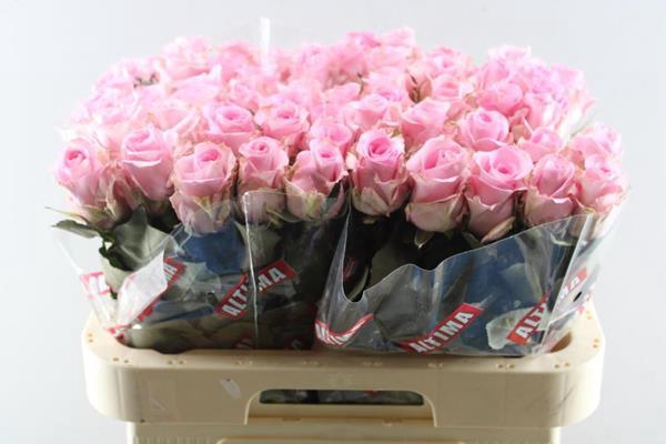 <h4>R Gr Jessika L60</h4>