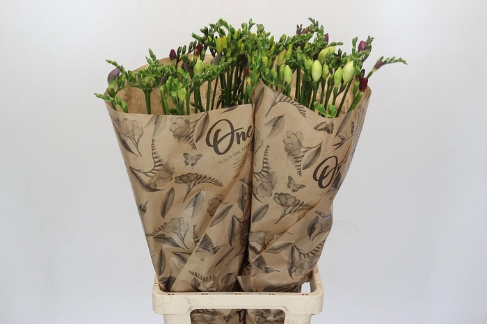 Freesia One XXL Mixed