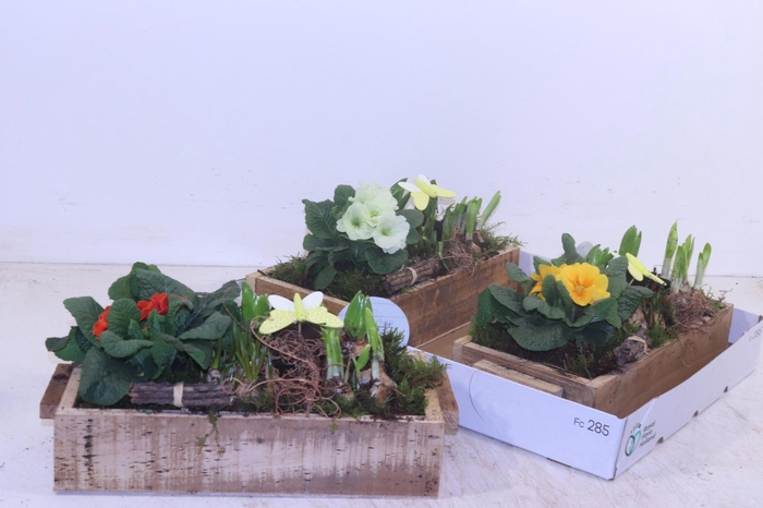 <h4>ARR PL IN SCHAAL</h4>