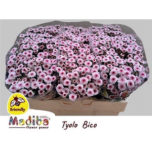 Chrysanthemum (Indicum Grp) tros santini Madiba Bico Tyolo
