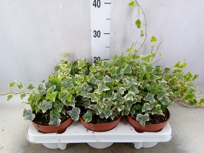 <h4>Hedera helix 'White Wonder'</h4>
