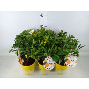 Citrofortunella mic.