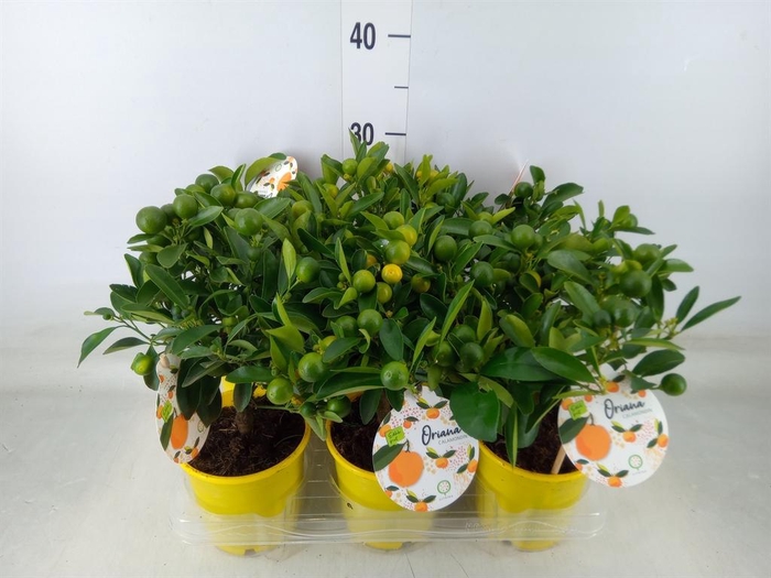 <h4>Citrofortunella mic.</h4>