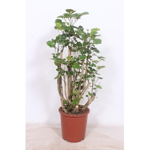 Polyscias balfouriana