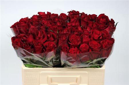 <h4>R Gr Ever Red</h4>