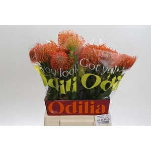 Nutans Ayoba Orange Zest