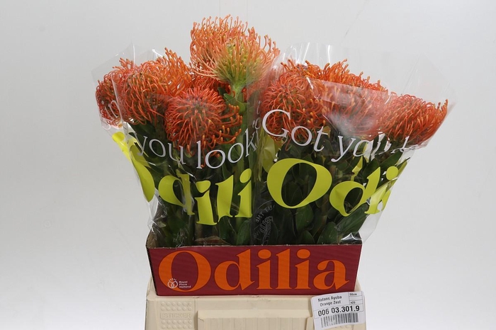 <h4>Nutans Ayoba Orange Zest</h4>