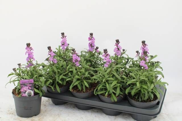 <h4>ERYS BOWLES MAUVE</h4>